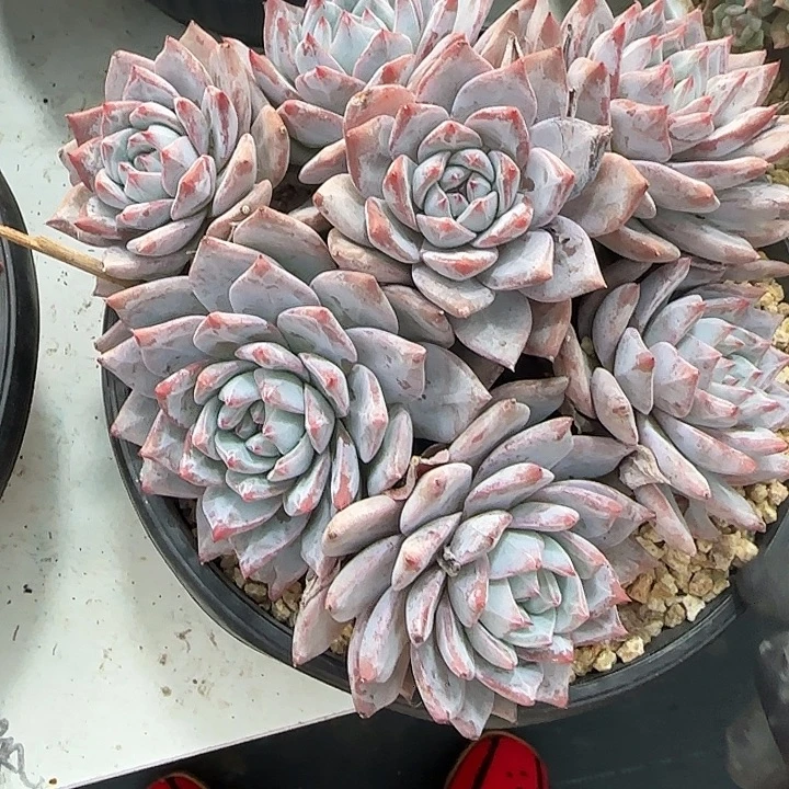青蛙王子儿童牙膏11