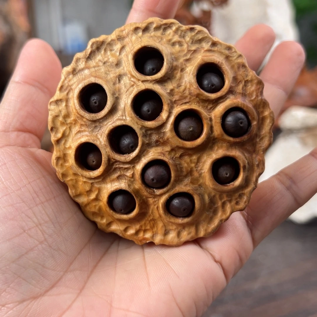 柏木（崖柏）崖柏太行山脉