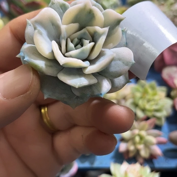 303丽娜腹轮锦炸多肉植物