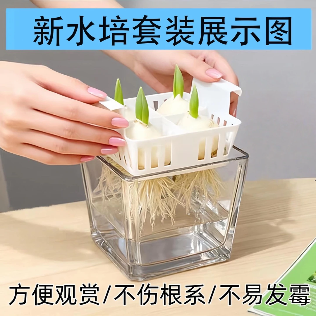 郁金香种球水培植物荷兰进口5度球桌面植物花卉种子阳台耐寒好养