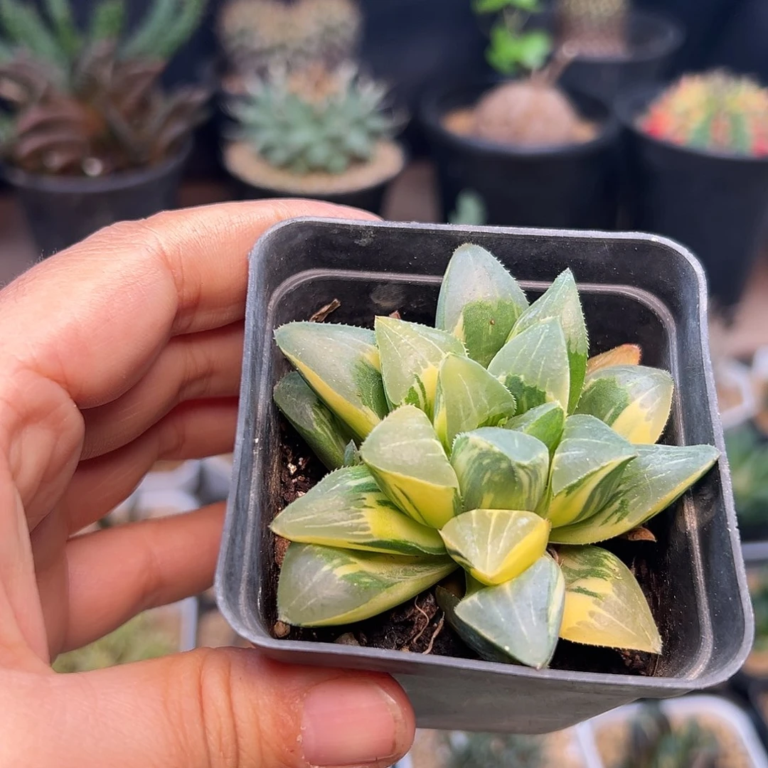 姬寿锦拉斯拉斯锦一颗一颗