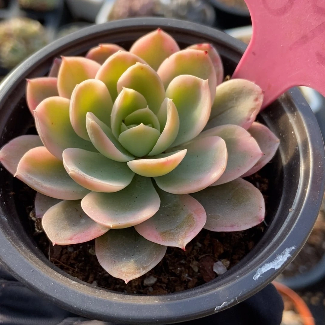 1892贝拉多乸锦多肉