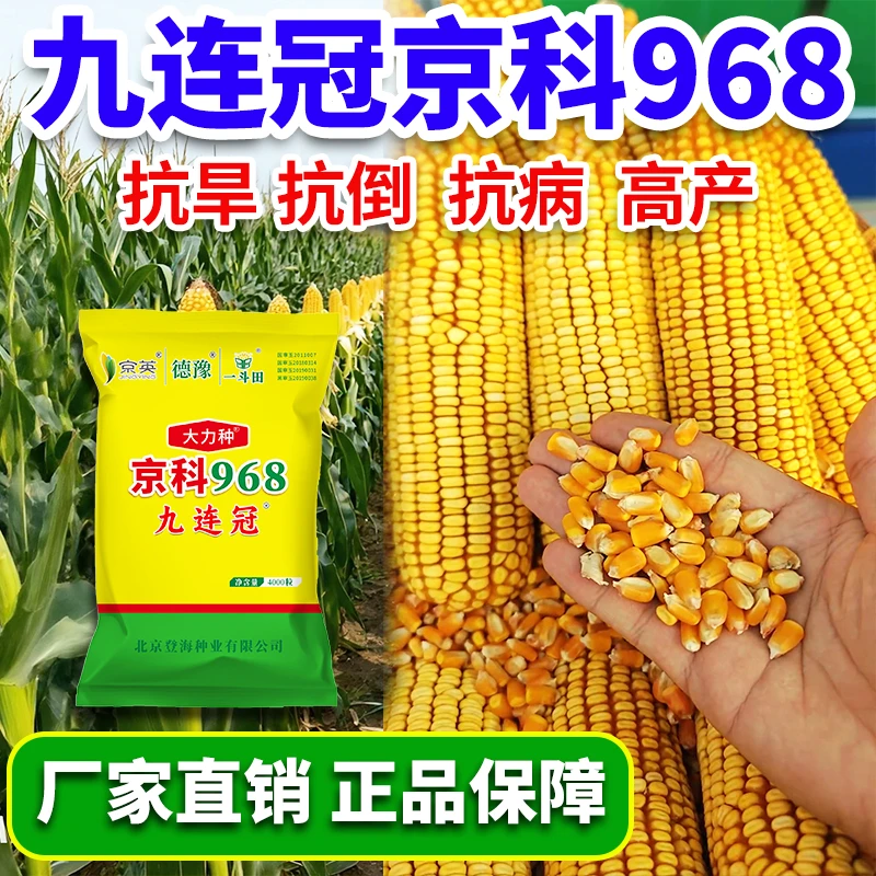 九连冠京科968玉米种子三国审高产厂家直销耐高温抗倒伏不挑地块商品图