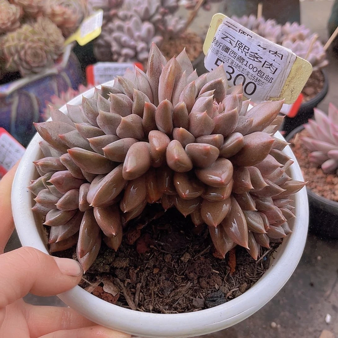 5300红象牙。