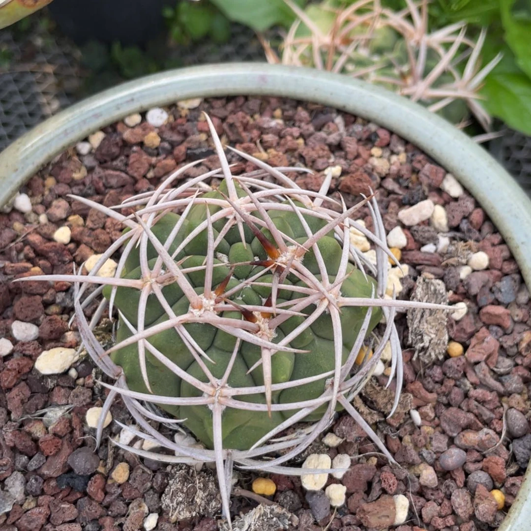 无花朵刺球111111