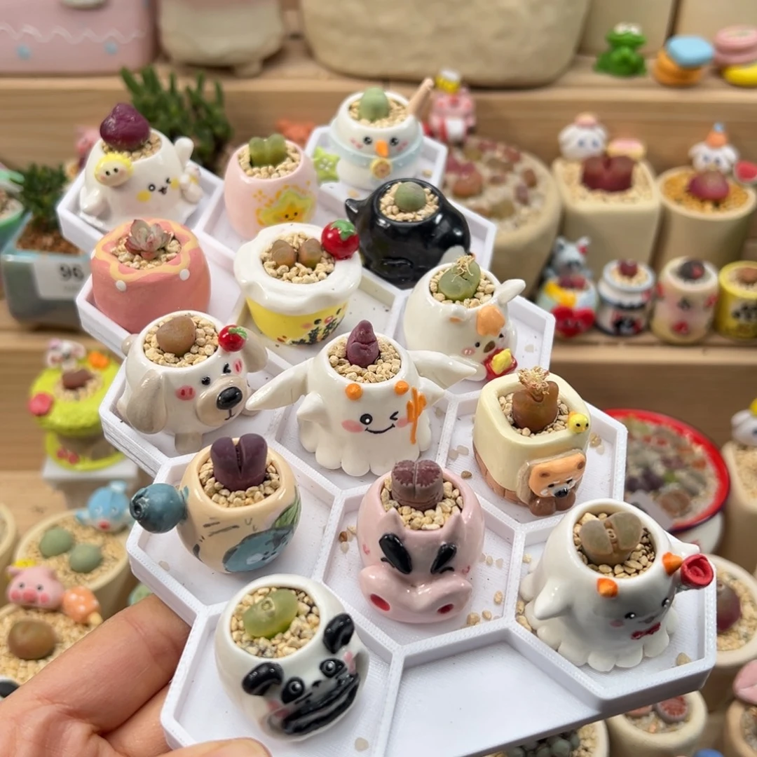 多肉植物200号一起