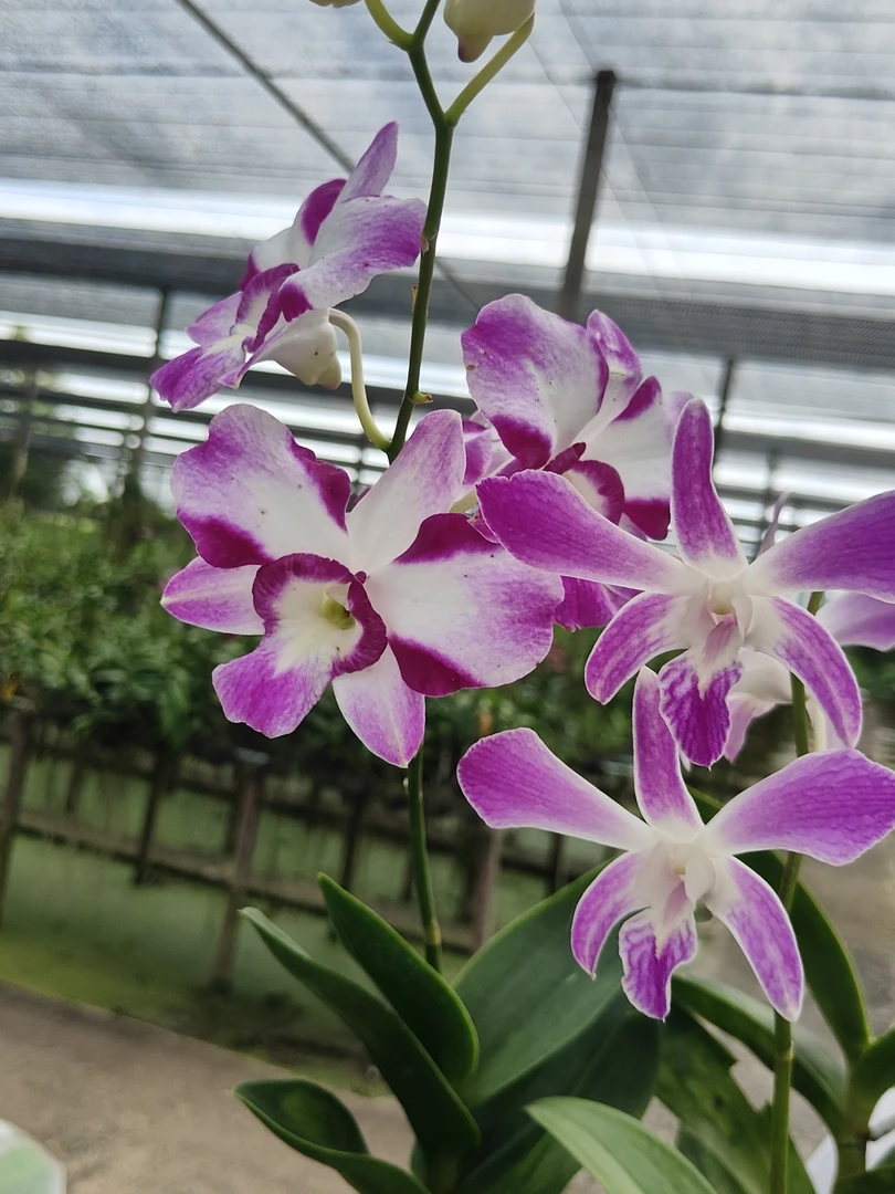 预售｜龙凤呈祥=2颗