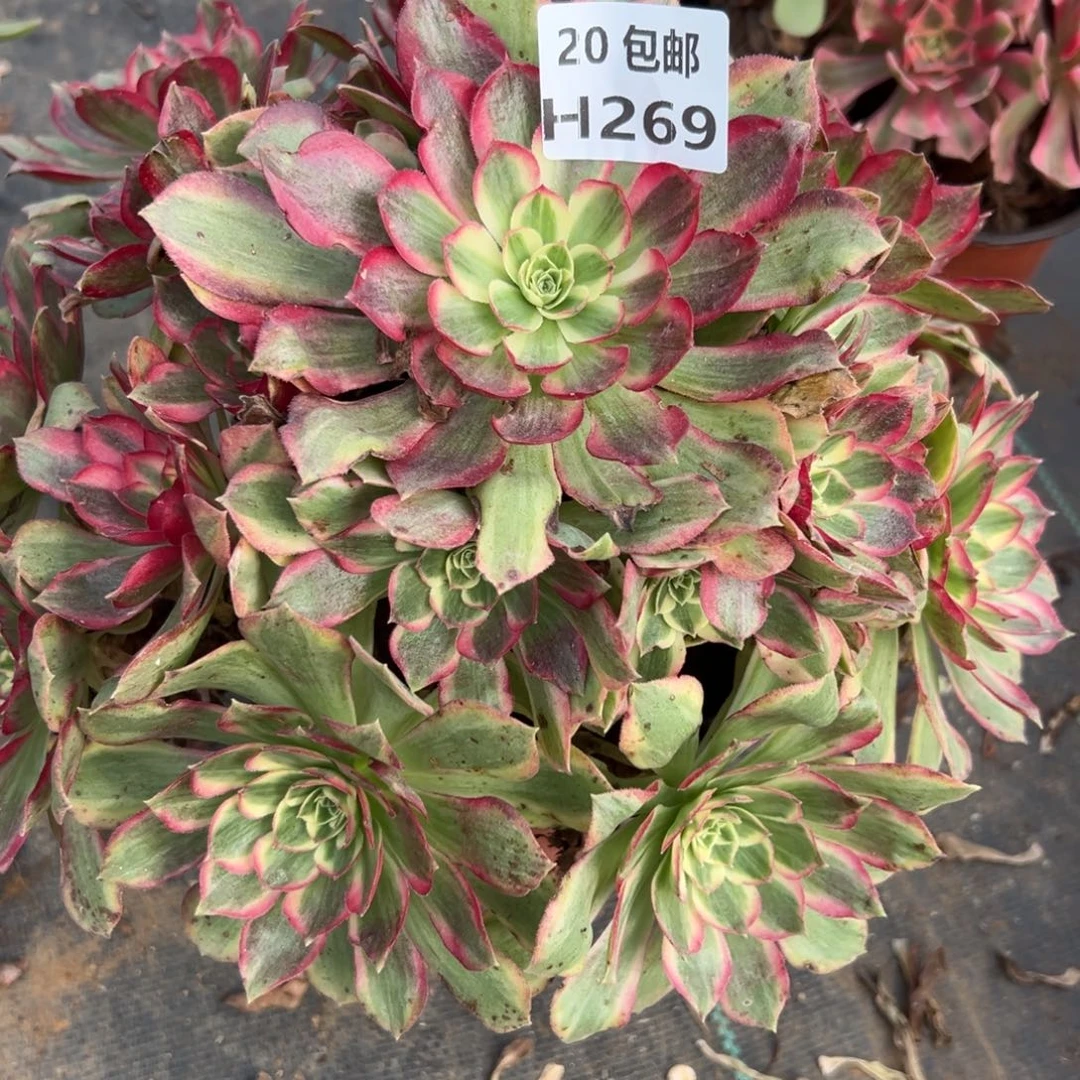 秋***，269粉体海王，多肉法师