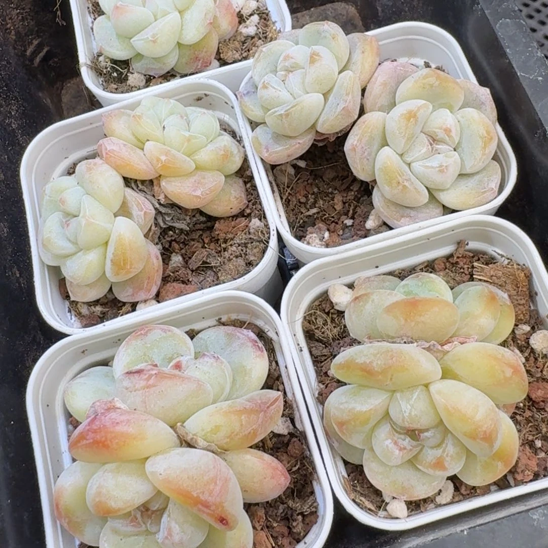 85 号到手1框江北多肉