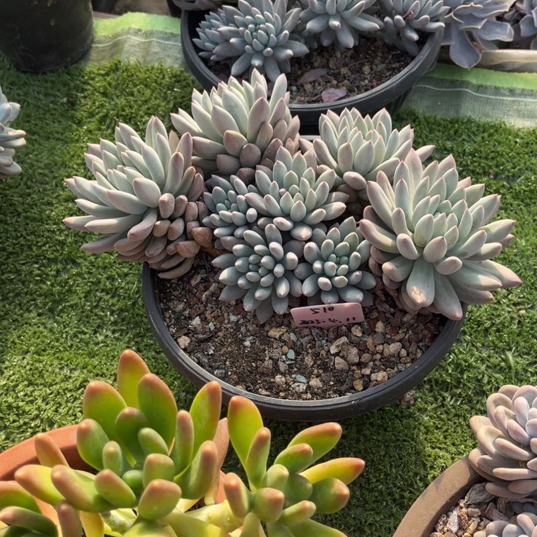 所罗门大群，官服30