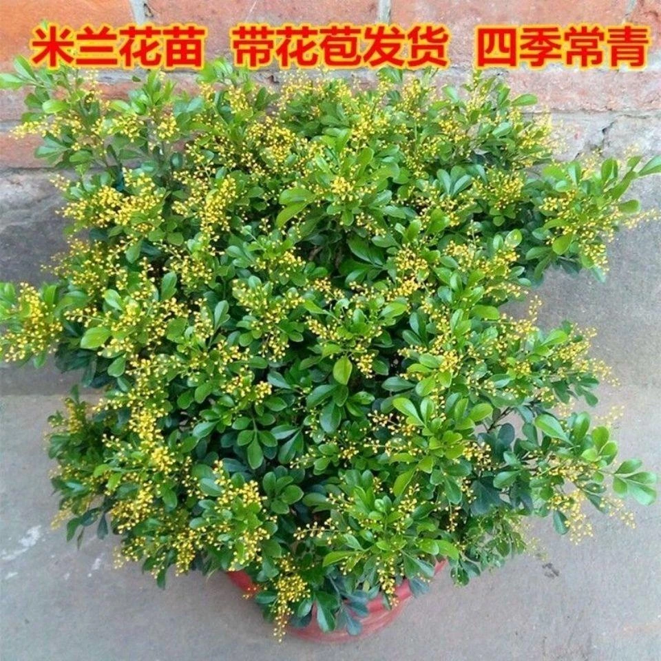 米兰花盆栽花苗室内客厅桌面阳台绿植盆景吸甲醛净化空气植物花卉