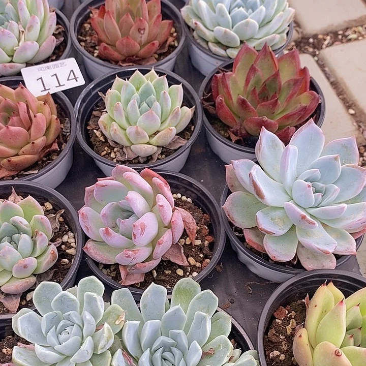 114 多肉植物盆栽花卉植物