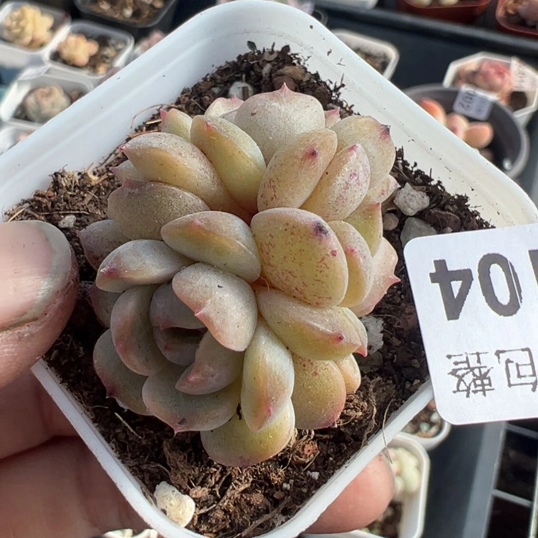 小卡拉米糖心一物一拍8-104