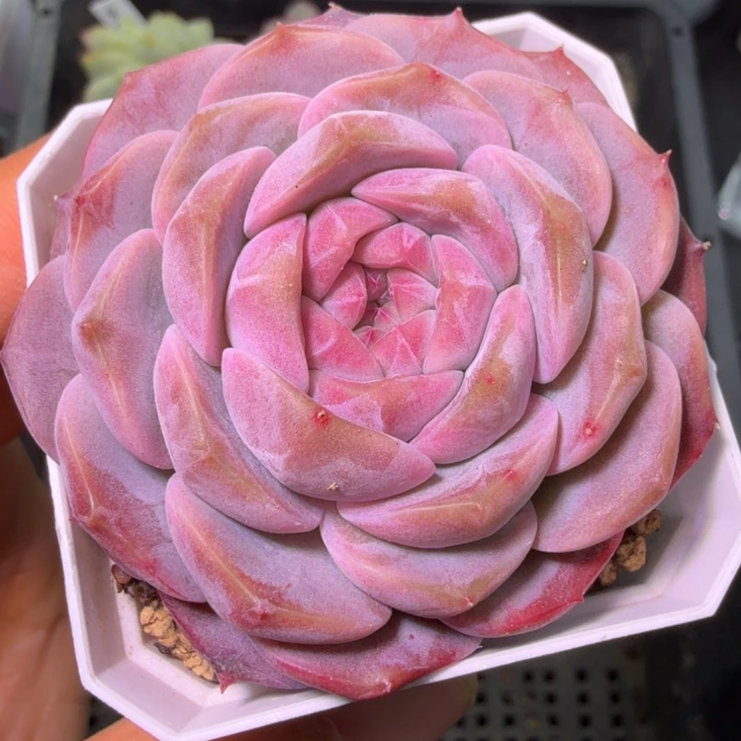 冰灵单头开播福利