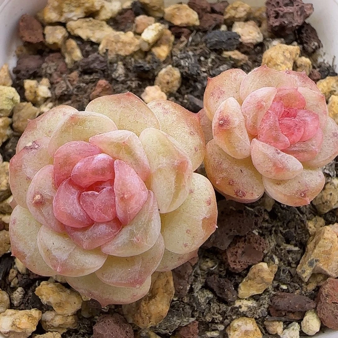 144 【满29包邮非偏远】