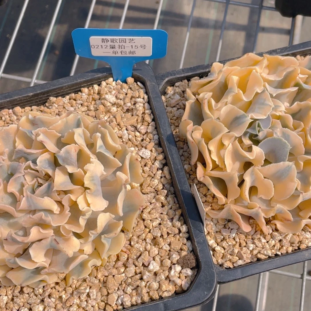 0212-15-利比里亚锦元宵节福利一颗