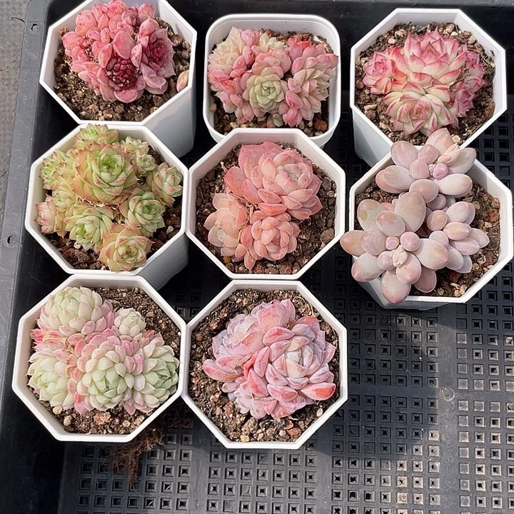 薇薇安园艺多肉1719