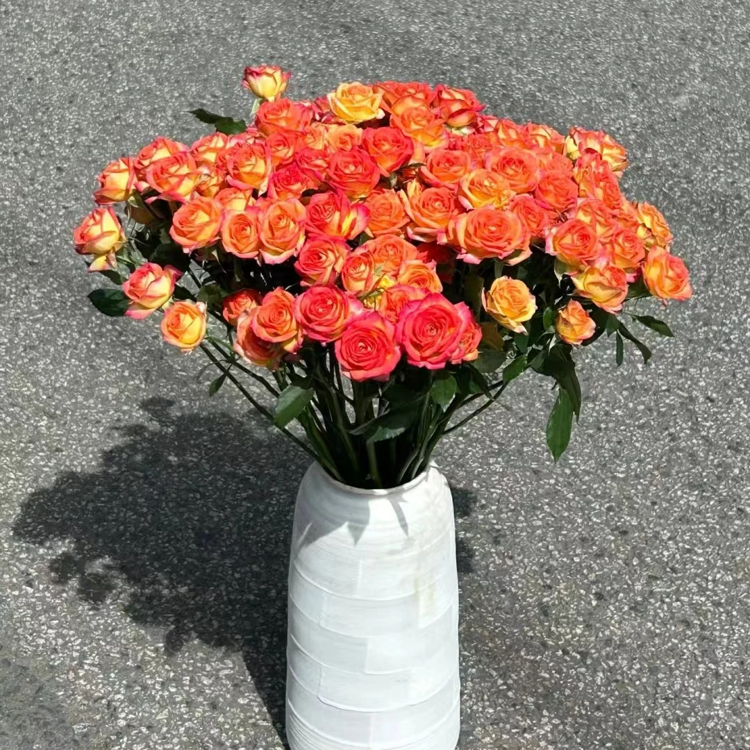 多玫-高品质-爱丽丝-1扎/10枝（60-70cm） 任意两单鲜花顺丰/京东