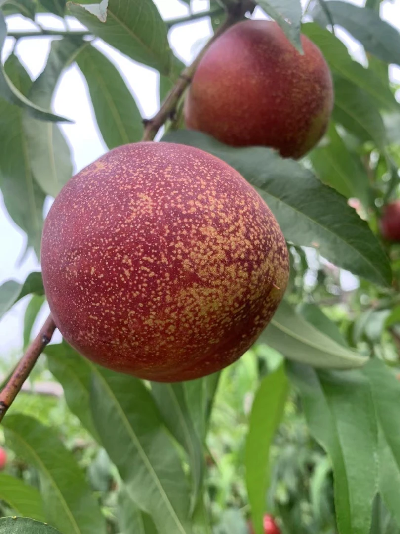 现摘现发沂蒙山麻点油桃 嘎嘣脆甜 放两天蜜甜 桃香味十足