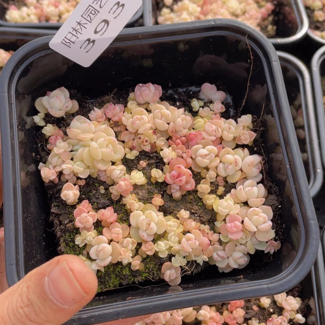 量拍多肉植物多肉植物393