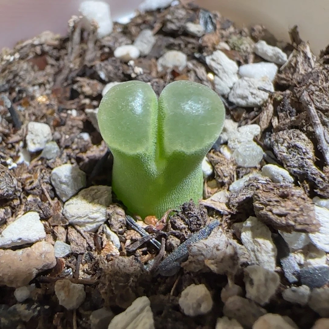 肉锥多肉植物组合-极窗995