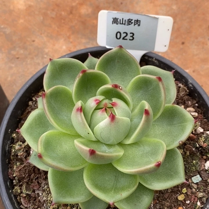 D023- 直播福利 蓝龙