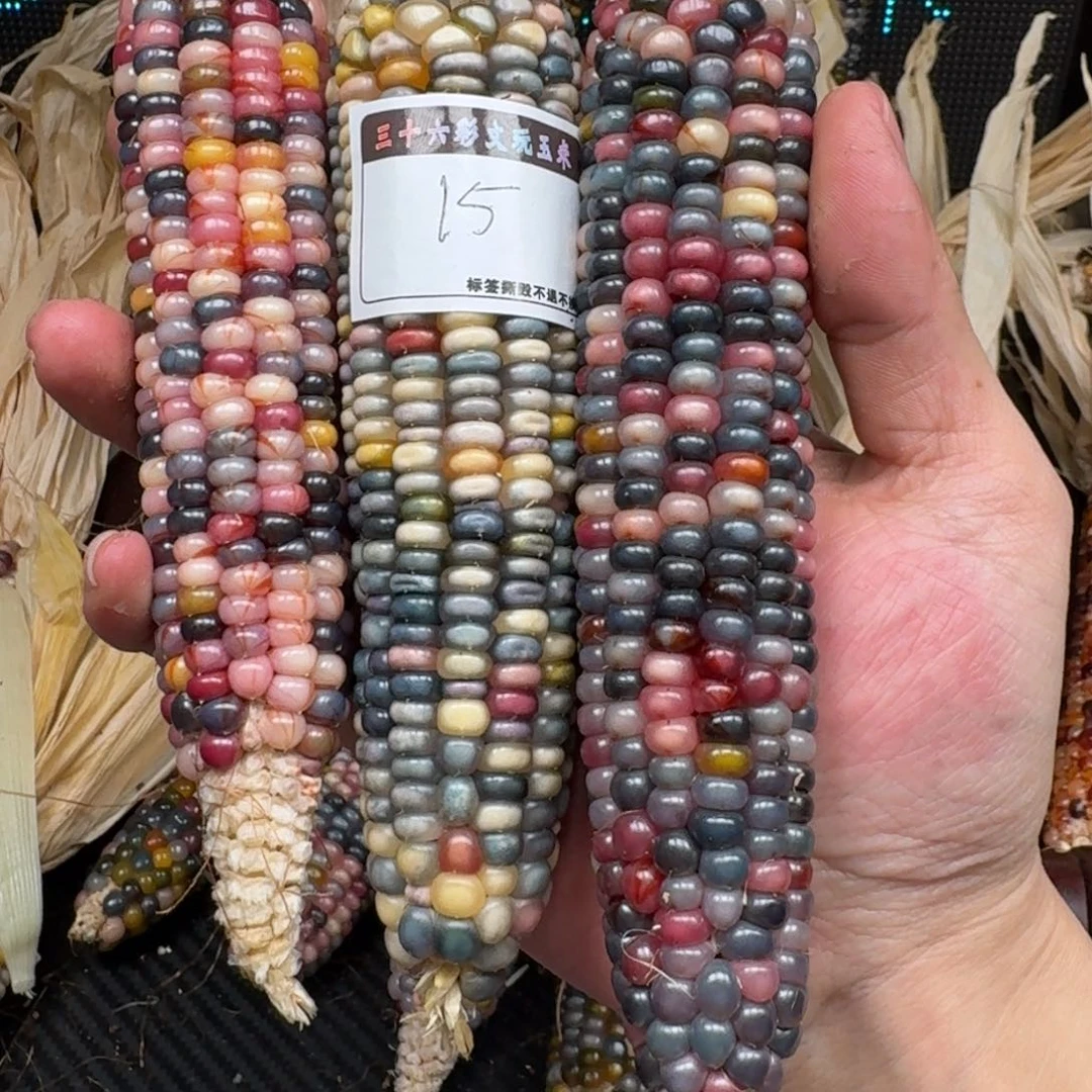 柏香籽/百香籽吊坠1****6