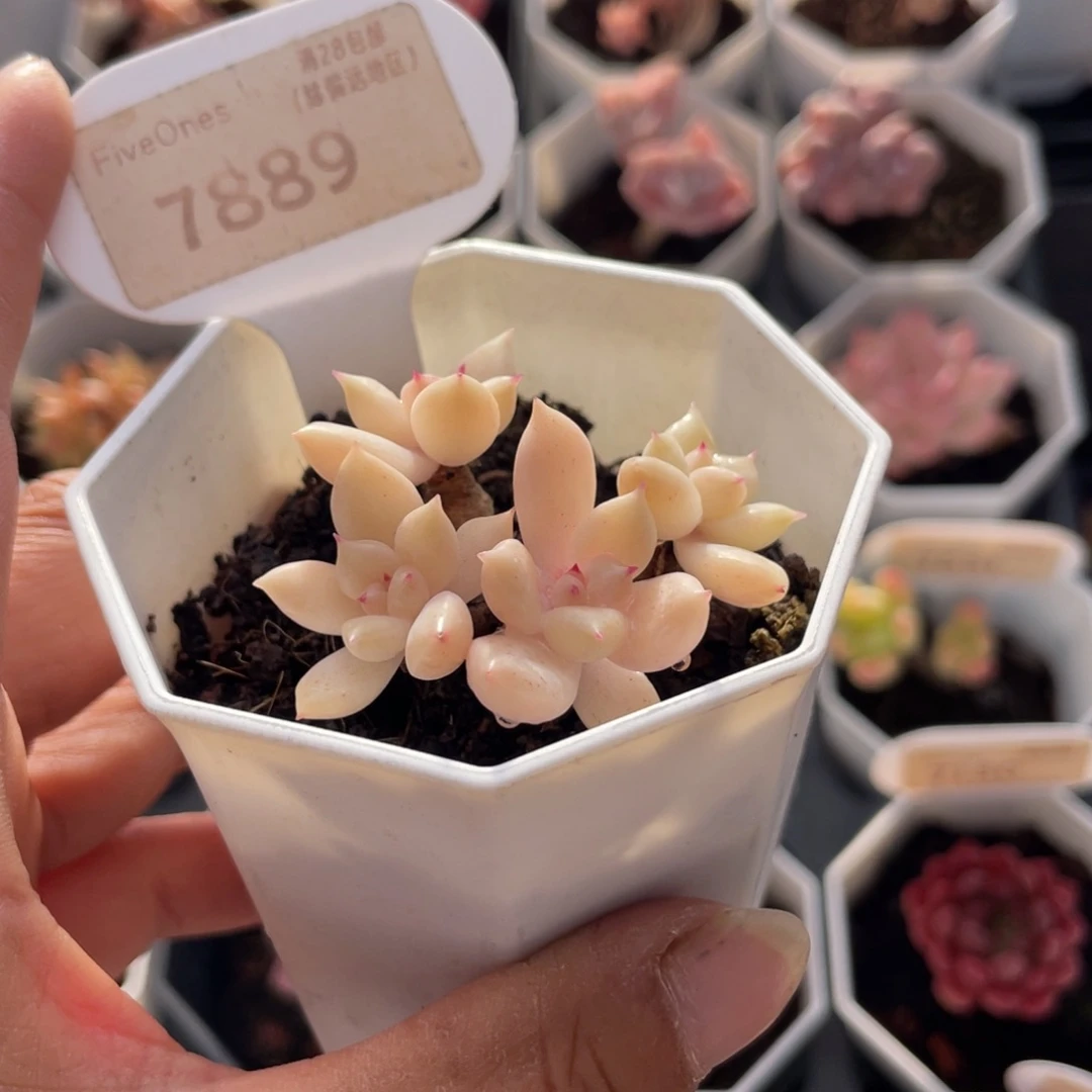 璀璨7889-4.5厘米