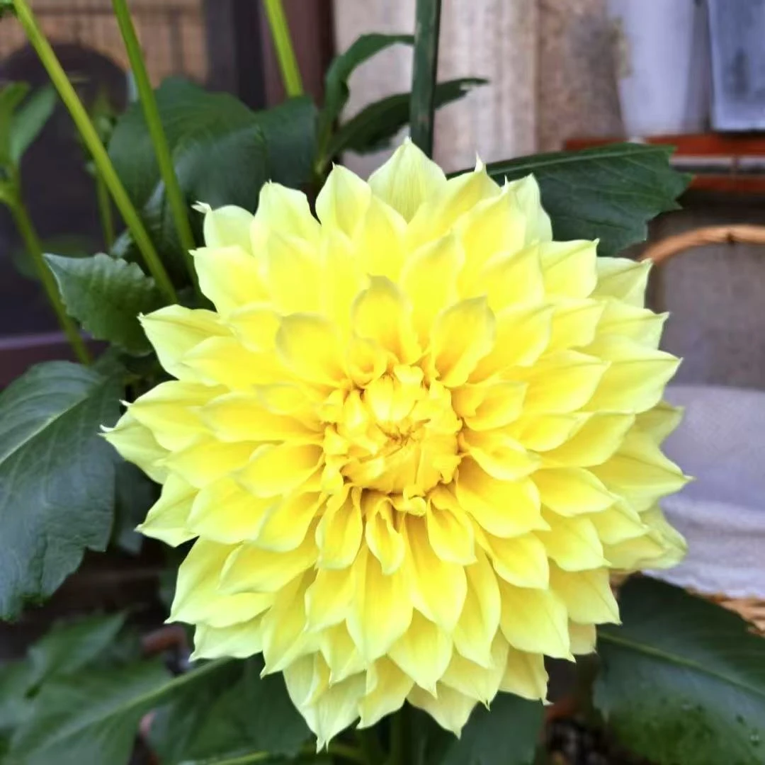 照明灯大丽花 1颗 种球爆花好养花期长室内 云南鲜花绿植