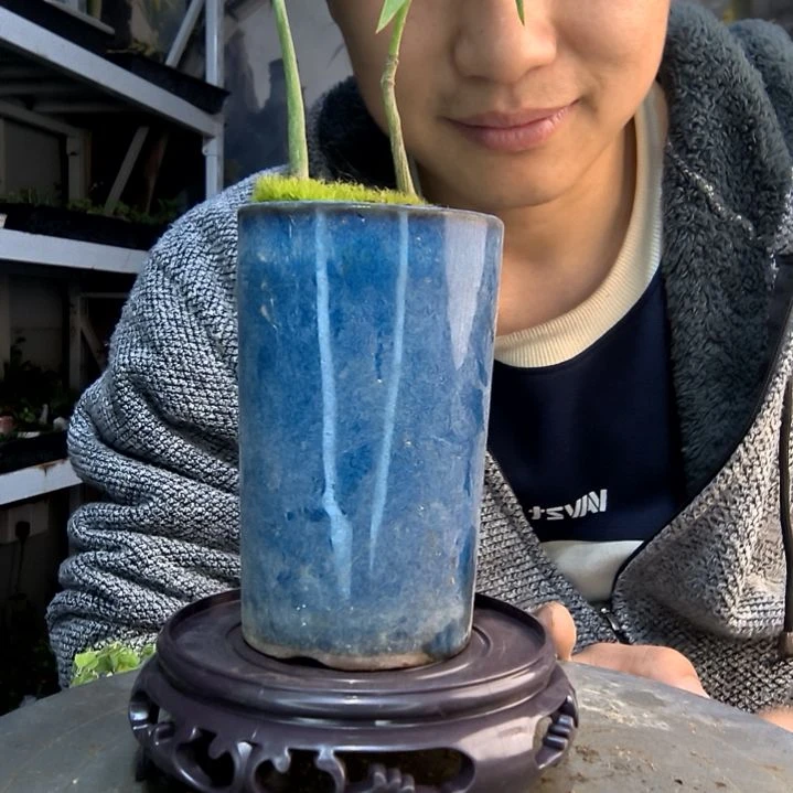 用****0小盆景一物一拍33