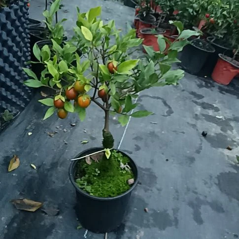无花朵金弹子盆景园