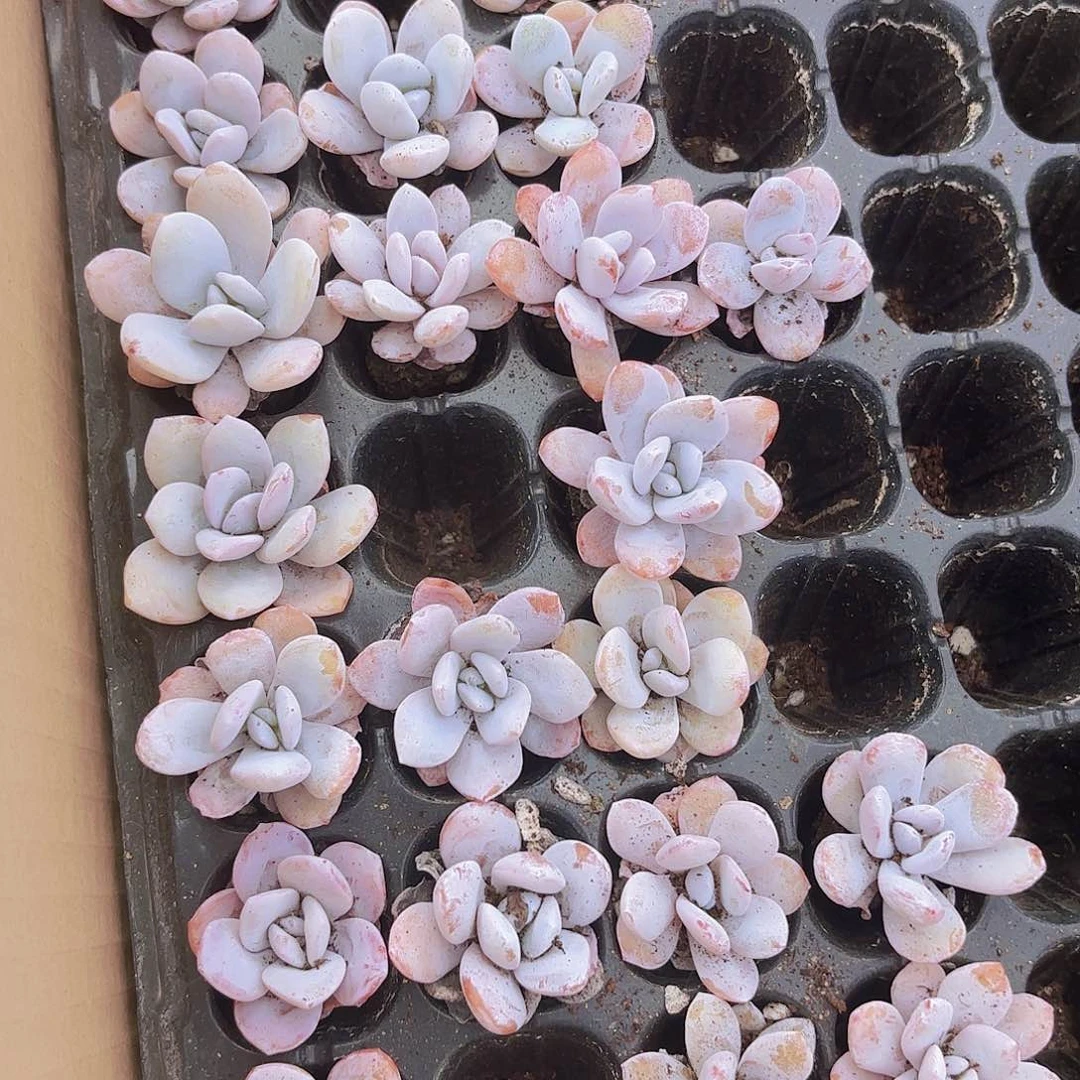 小穴苗雪莲多肉植物