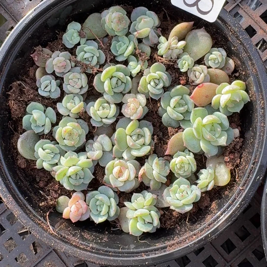 多肉植物多肉植物892