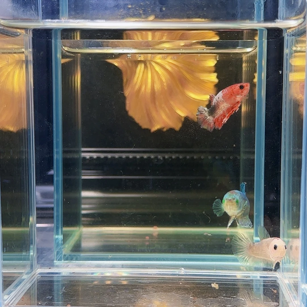 斗鱼活体观赏鱼好养耐活