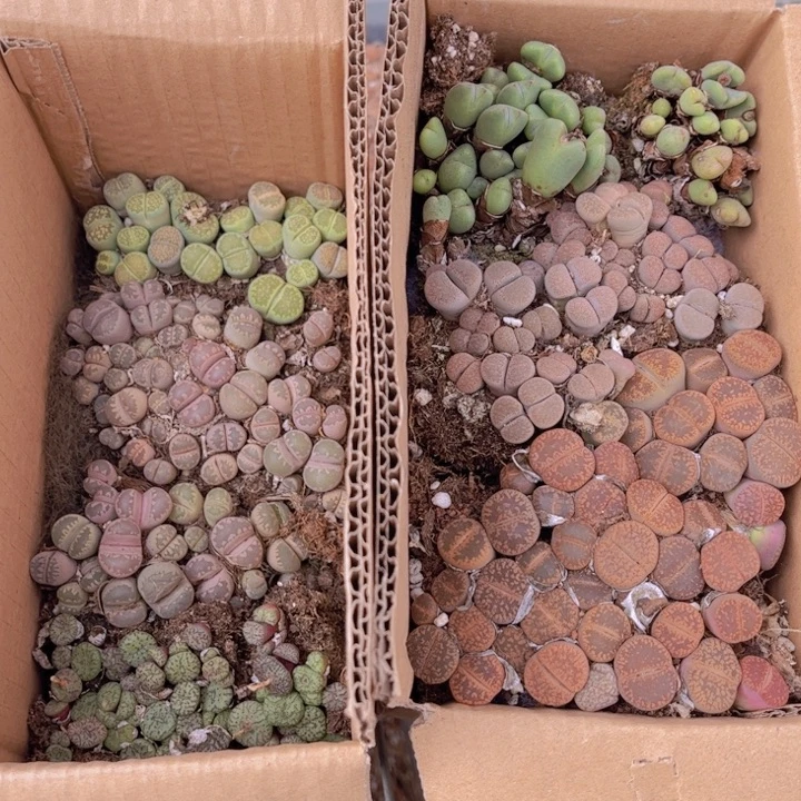 一箱两层888888888888