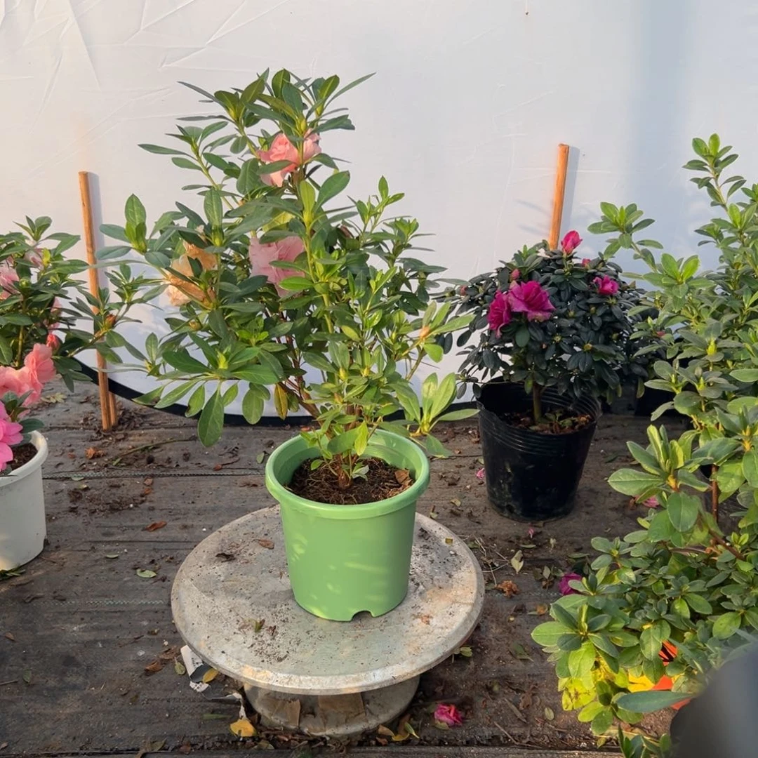 完全开放桃梅锦杜鹃花