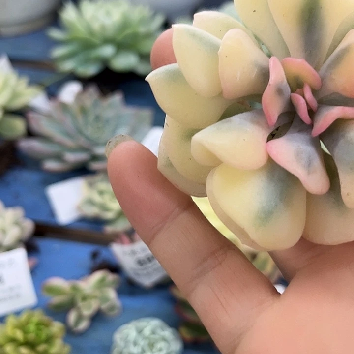 765雪精灵腹轮锦炸无根多肉