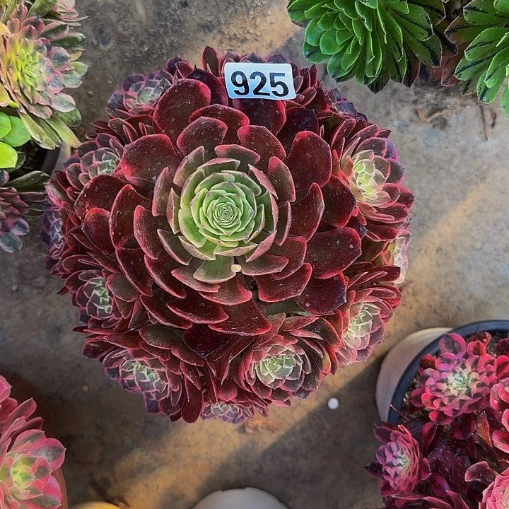 唯*925 粉花妖法师