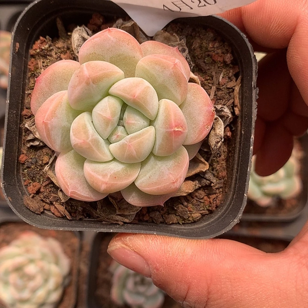 【闪购商品】云492