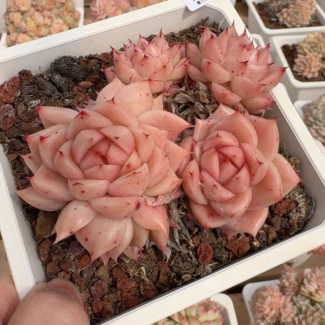 l****酱一物一拍的15028