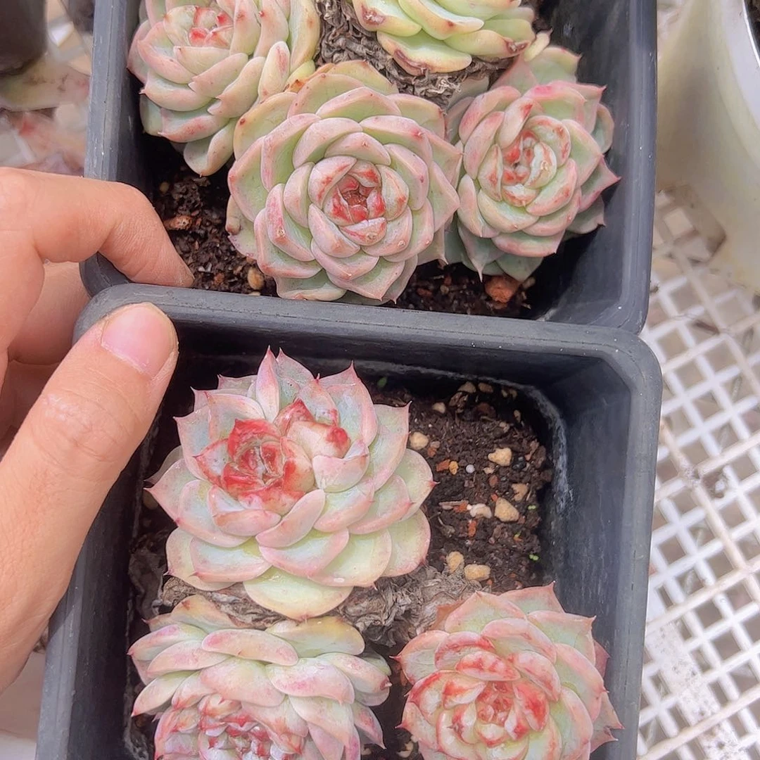 天鹅绒多头群二盆