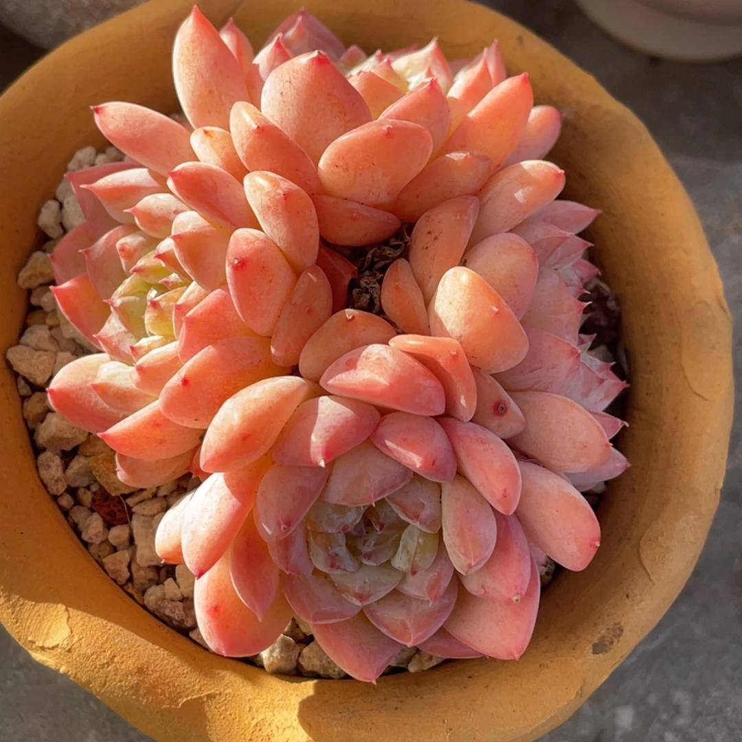 糖心冰魄四头9公分以上