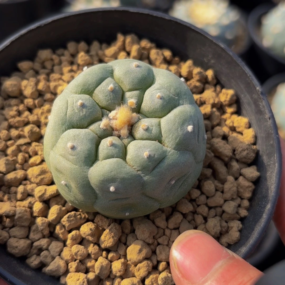 G g g g g g g g g 331