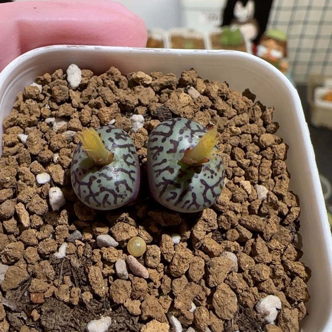 肉锥多肉植物组合-墨1285