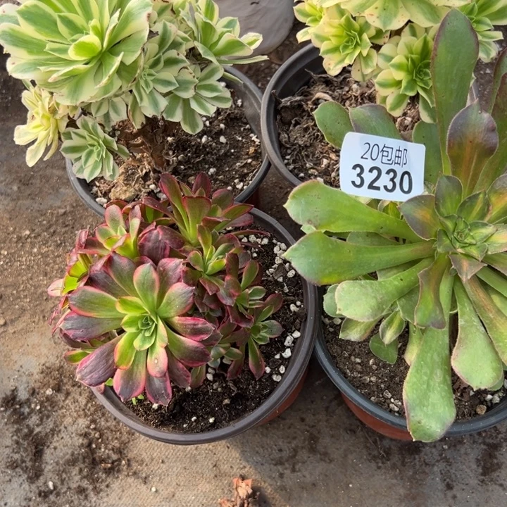 多肉植物3230种植物