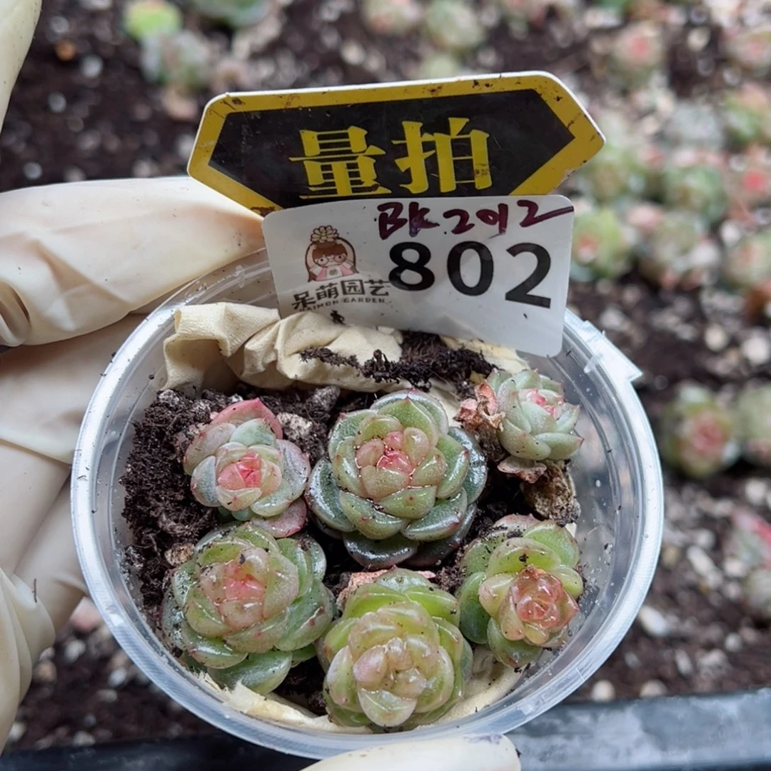 多肉植物多肉植物