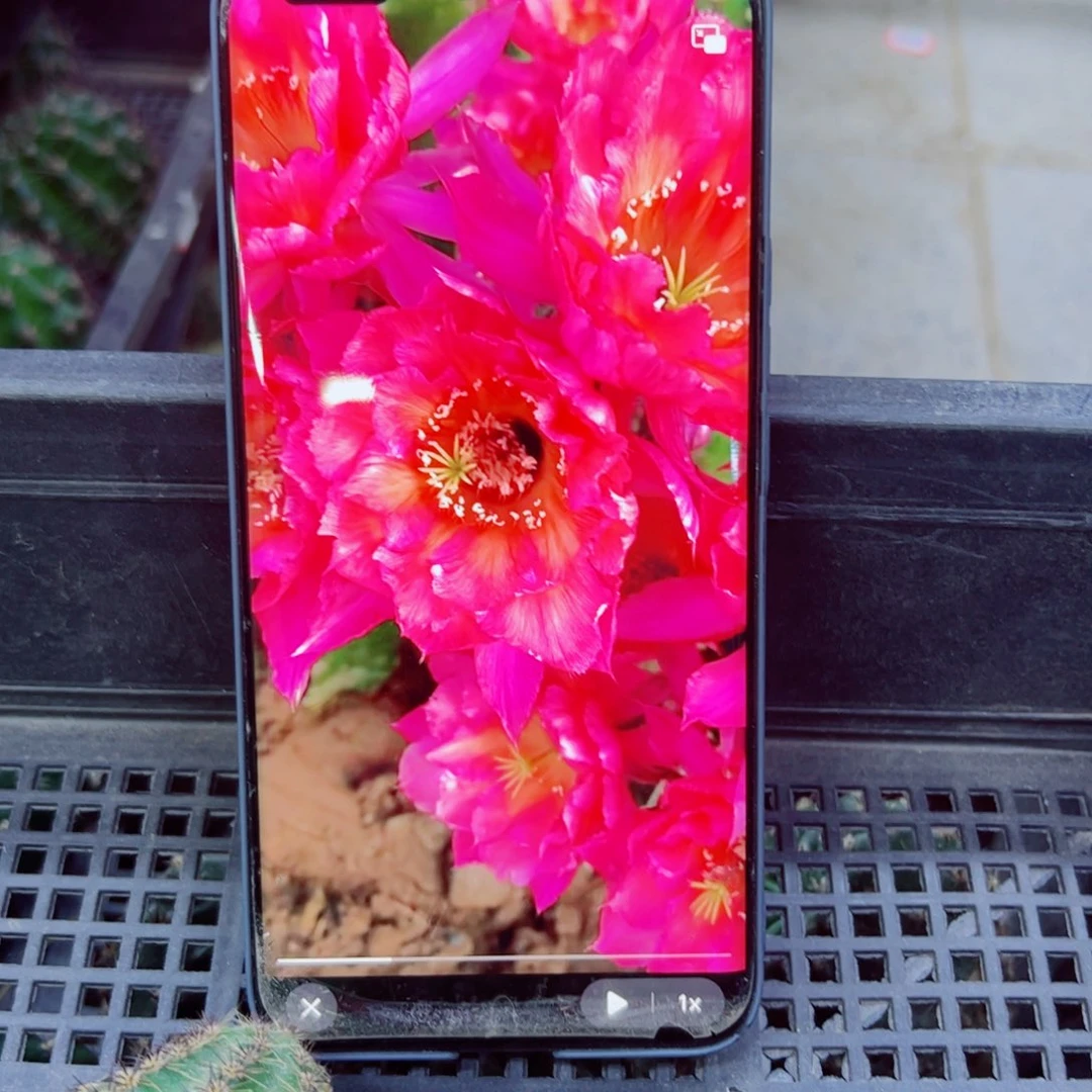 下39彩草天使歪无根侧芽4公分左右20包邮