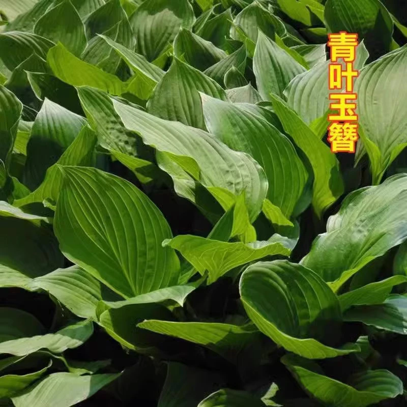 玉簪花苗阳台室内外观赏耐阴花卉盆栽庭院绿化彩叶植物青叶花叶金