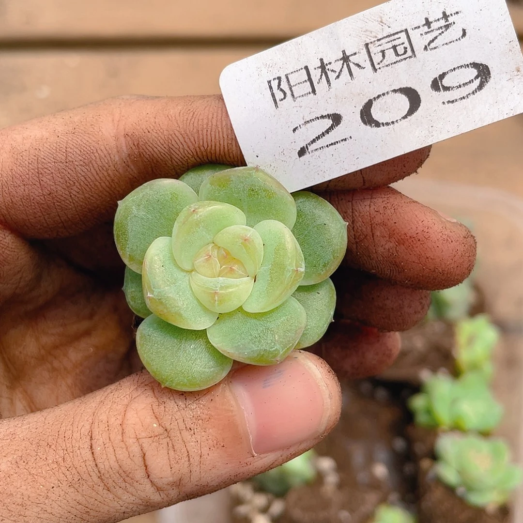 多肉植物多肉植物209