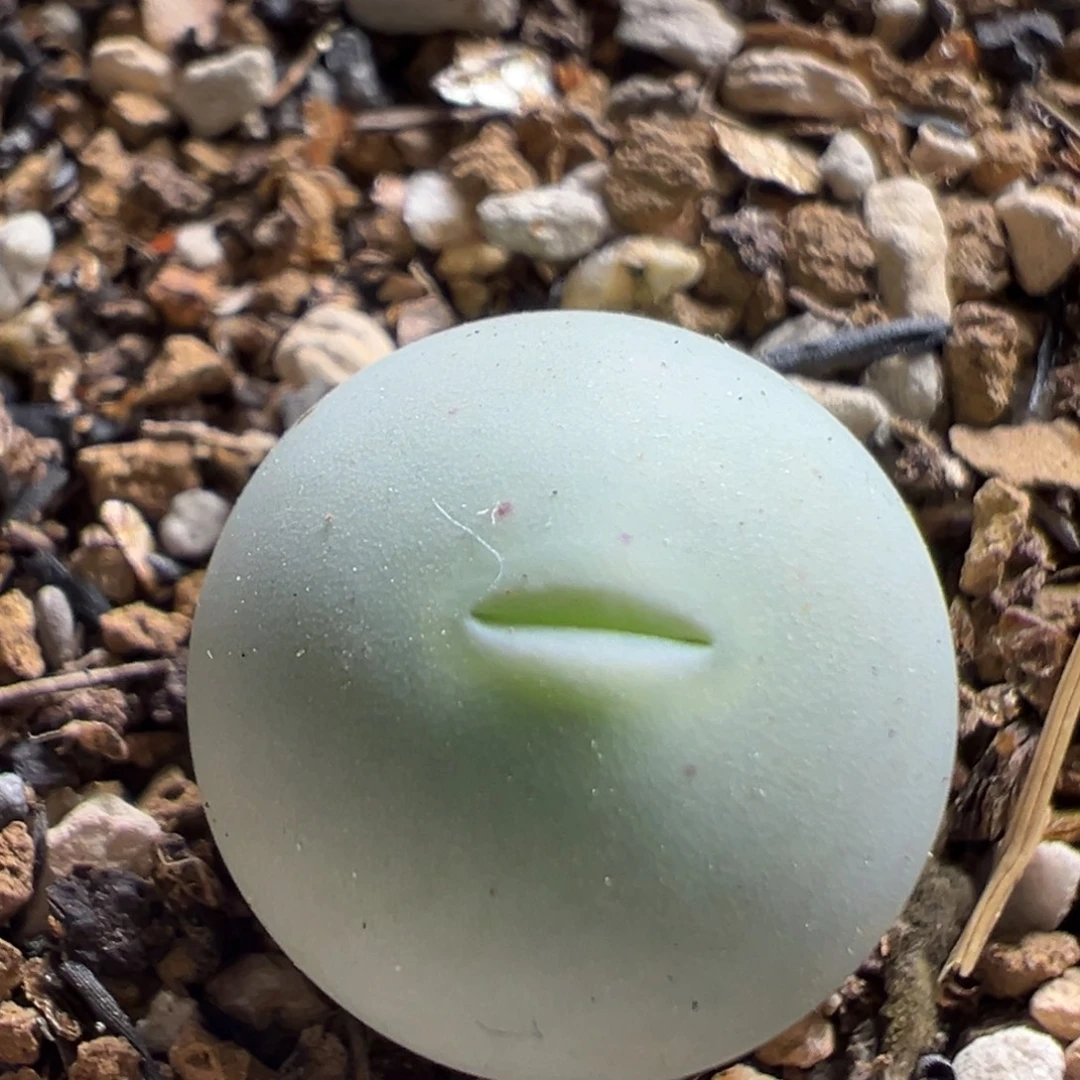 105多肉植物百科鸽子蛋